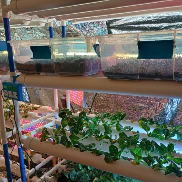 Our indoor Hydroponics microgreens beta testing process. We have been seeing what will work and what will not work. What is most exciting is bringing this prototype into schools as our farm-to-school collaborative.